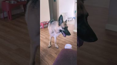 Literally don’t even care-uh #funny #dogshorts