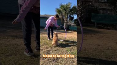 Meant to be together #dogshorts #dog #puppy