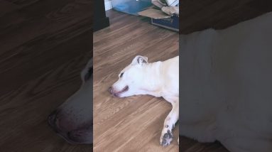 We all took naps. #dogshorts